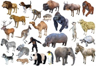 25 hileli hayvanat bahçesi hayvanlar toplamak 3d model in fil 3dexport babun beagle bizon deve şempanze eşek filler gorila kirpi su aygırı husky kanguru koala leopar aslan mirket orangutan samuru panda 3d print model - Mito3D