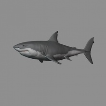 2 1 great white shark carcharodon carcharias predator fish ocean sealife pacific attack sea jaws 3d print model - Mito3D