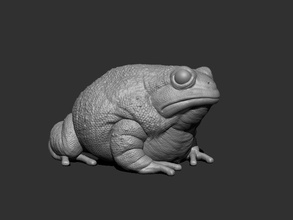 3d anaxyrus l'impression crapaud la grenouille de faune forêt lac pied le prince animal amphibiam 3d print model - Mito3D