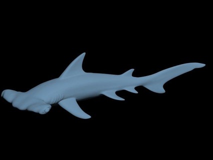3d printableshark martello pesce scultura squalo 3dprint 3d print model - Mito3D