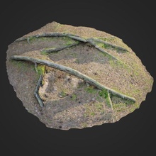 3d scanned nature forest roots 006 model in tree 3dexport forrest root gravel gras stone 3ds obj max vray v-ray color maps asset exterior ground scan 3d print model - Mito3D