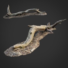 3d scanned nature forest roots 009 model in tree 3dexport forrest root moss gras stone 3ds obj max vray color maps asset exterior ground scan displace 3d print model - Mito3D