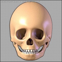 5 year child skull anatomy skeleton man bone foot leg arm medical human head adult skeletal cranium bones internal socket 3d print model - Mito3D
