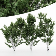 5diffrent árbol blanco abedul 5 arboles modelos escena planta maceta arbusto naturaleza jardín rama ramas leña menuda conífera aire libre ladrar hoja arce ciprés selva temporada césped 3d print model - Mito3D