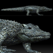 jacaré crocodilo 3d modelo in réptil 3dexport verde cor 3d print model - Mito3D