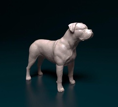 americano bulldog in piedi 3d stampa modello figurine 3dexport cane animale printready stl obj prepotente 3d print model - Mito3D