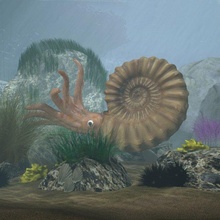 ammonite achevée marin scène 3d modèle in poisson 3dexport ammonites poulpe calamar céphalopode aquatique animal disparu l'eau océan préhistorique 3d print model - Mito3D