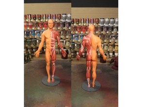 anatomie 3d drucken modell 3dexport 3d print model - Mito3D