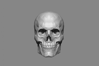 anatomia masculino crânio 1 2 tamanho 3d imprimível stl impressão modelo in 3dexport anatômico anatomicamente 3dprinting humano 3d print model - Mito3D