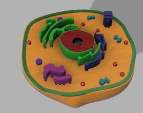 hayvan hücre 3d model in 3dexport bitki cell membrane lizozomlar endoplasmic reticulum çekirdekçik nükleoplazma sitoplazma ribozomlar golgi alet merkezcil mitokondri bilim prototip projeler 3d print model - Mito3D