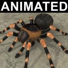 animated tarantula 3d model in spider 3dexport smithi arachnid poison mexican red-kneed brachypelma moulting shave hair 3d print model - Mito3D