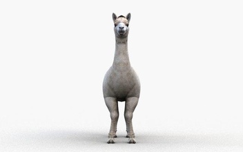 aplaca 3d modelo in oveja 3dexport alpaca cabra llama cuerno lana animal granja corral mascota zoo camello tomar 3d print model - Mito3D