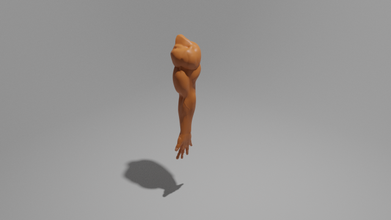 brazo humano mano hombres 3d modelo in anatomía 3dexport licuadora personaje 3d print model - Mito3D