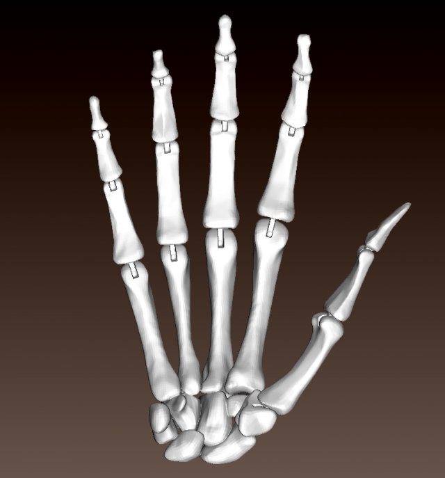 mafsallı iskelet el anatomi kemikler Bilim eklemler 3D print model - Mito3D