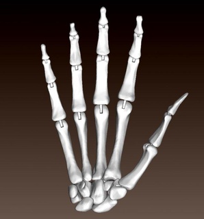 articulado esqueleto mão anatomia esquelético ossos Ciência juntas 3d print model - Mito3D