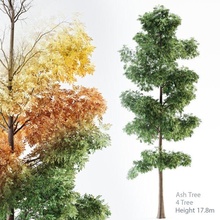 ceniza árbol bosque verano otoño caduco exterior parque hojas naturaleza ladrar verdor selva ambiente maletero rama 3d print model - Mito3D