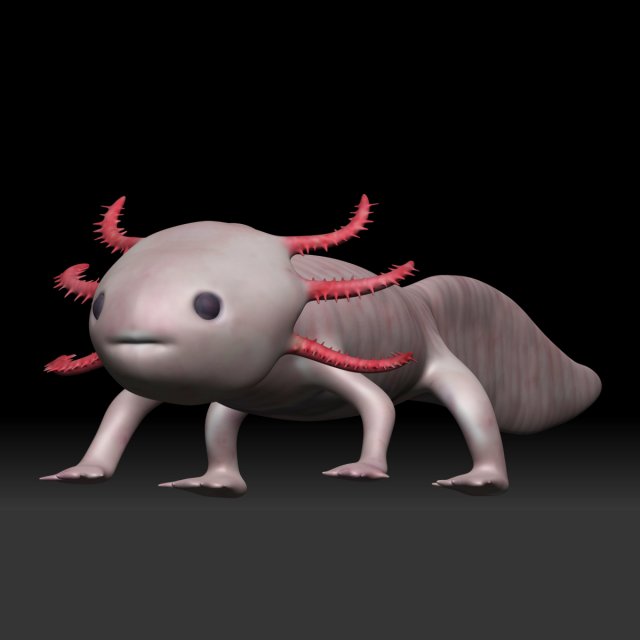 axolotl 3d model in amphibians 3dexport 3D print model - Mito3D