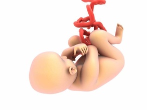 bebek 3d model in çocuk 3dexport rahim cenin illüstrasyon insan embriyo anatomi kadın gebelik plasenta tıbbi doğum ultrason geliştirme kanser vücut sağlık 3d print model - Mito3D