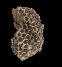 acreditar abelha 3d modelo in 3dexport natureza madeira apiário colméia colônia colmeia mel casa estrutura inseto invertebrado zumbido ferrão voar pólen apis animais erro 3d print model - Mito3D