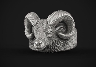 bighorn sheep ring ring head bighorn sheep