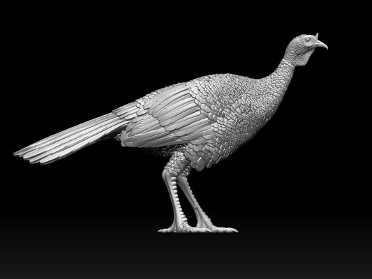 pájaro pavo 3d impresión modelo in escultura 3dexport estatua pollo gallo arte gallina faisán real guinea ave ganso pato águila perdiz urogallo negro 3d print model - Mito3D