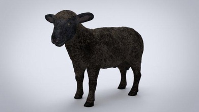 Preto ovelha mamífero Fazenda campo natureza doméstico procriar leite carne pele queijo chifres criatura selvagem montanha espécies Comida defesa gado Cordeiro 3d print model - Mito3D