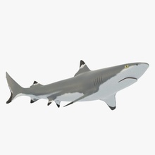 blacktip reef shark fish sea ocean 3d print model - Mito3D