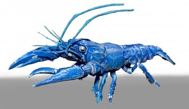 azul cangrejo río 3d modelo in pez 3dexport mar oceano bicho criatura 3d print model - Mito3D