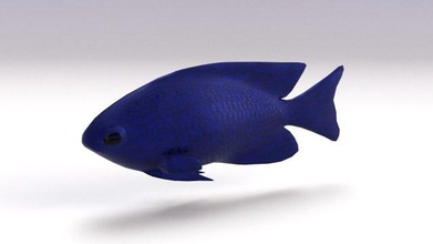 blau riffbarsche 3d modell fisch 3dexport ozean aquarium maid meeresleben kreatur tier meer wasser koralle natur 3d print model - Mito3D