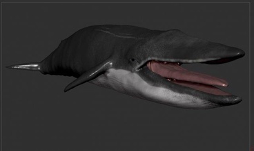 blue whale model rig fish underwater sculpt modelling lowpoly joints skeleton bind skin animation maya c4d fbx unity unrealengin animals 3d print model - Mito3D
