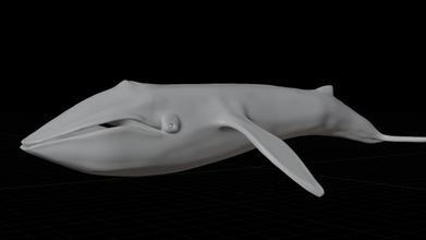blue whale 3d model in 3dexport whaleshark ocean marine 3d print model - Mito3D