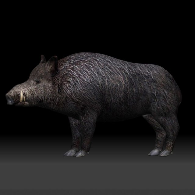 boar 3d model in pig 3dexport 3D print model - Mito3D