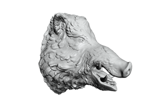 boars head 2 el jabalí cabeza hog salvaje 3d print model - Mito3D