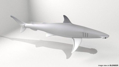 bonnethead shark jaws fish ocean water fin dorsal gill slits swim sea 3d print model - Mito3D