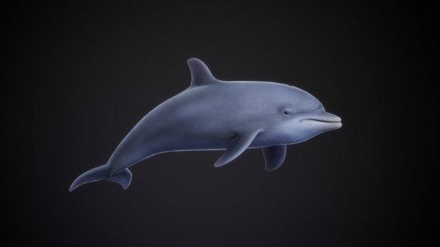 Flasche Nase Delfin manipulierten Tier Ozean Fisch Meer 3D print model - Mito3D