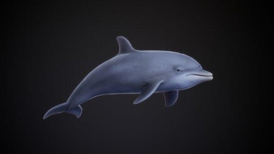 bottle nose dolphin rigged animal ocean fish sea 3d print model - Mito3D
