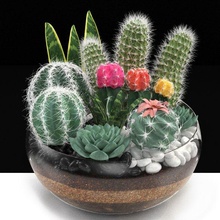 bol cactus collection actus shallow haired épineux poire bois pot paramétrique étagère décor table décoratif plantes intérieur fleurs pots plante d'appartement fleur vase aloès 3d print model - Mito3D
