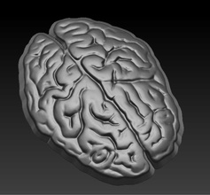 brain anatomy head man female 3d print model - Mito3D