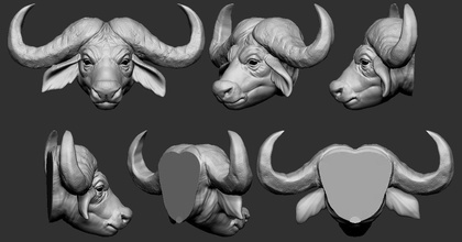 el búfalo de la cabeza edad bisonte las esculturas art carne vacuno aseado africano ox bull especie bovina buffalo del cabo 3d print model - Mito3D