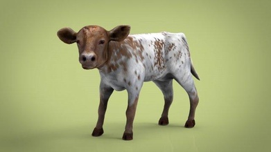 buzağı hayvan memeli genç Süt inek vücut doğa dana eti yerli köy koyun Boynuz Boğa kovboy batı toro peynir üçlü 3d print model - Mito3D