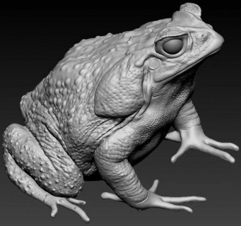 cane toad figurines frog amphibian 3d print model - Mito3D