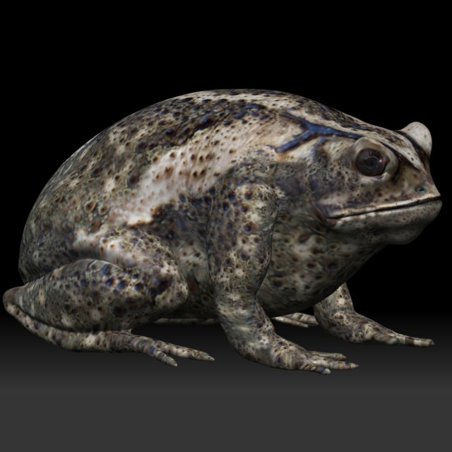 cane toad bullfrog fat frog 3d model in amphibians 3dexport 3D print model - Mito3D