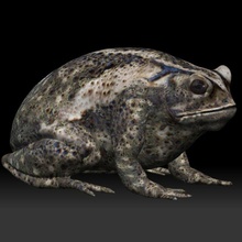 cane toad bullfrog fat frog cane toad bullfrog fat