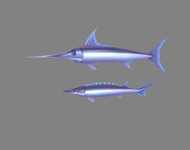 dibujos animados pez xiphias gladius marlin 3d modelo in 3dexport espada vida marina oceano acuarios mundo submarino acuario lowpolymodel mano pintado mar agua 3d print model - Mito3D