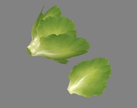 desenho animado vegetal alface folha verde salada legumes Comida cozinha cozinhar vegetariano pratos Fazenda ingredientes polimodelo mão pintado folhas 3d print model - Mito3D