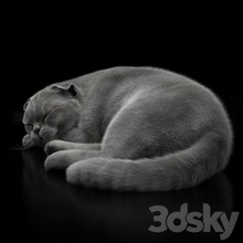 gato 6 decoración animal mascota escocés lop eared 3d print model - Mito3D