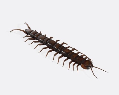 centipede ready print animals invertebrate worm pillar insect scolopendra gigantea creature bug crawl giant garden millipede biology nature poison sting forest amazonian 3d print model - Mito3D