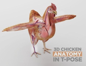 chicken anatomy t-pose rigging biology body liver heart insides organs feather chick hen hens chickens beak brains muscle breast wings animals 3d print model - Mito3D