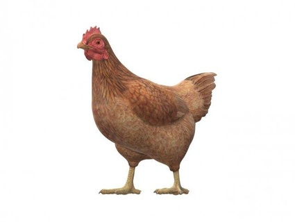 pollo Listo impresión animales gallina gallo granja huevo pájaro granjero juego animal aves corral naturaleza ganado rojo ave realista picotear caminar pluma 3d print model - Mito3D