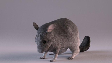 chinchilla 3d model in rodent 3dexport animal pet mammal furry cute fur domestic fluffy nature gray tail mouse wildlife 3d print model - Mito3D